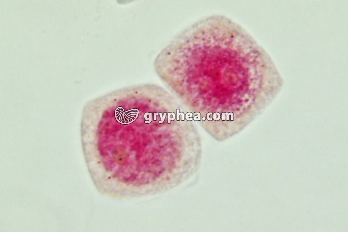 Mitose cellules de racine d'Ail - Cellules-filles x800 - gryphea.com